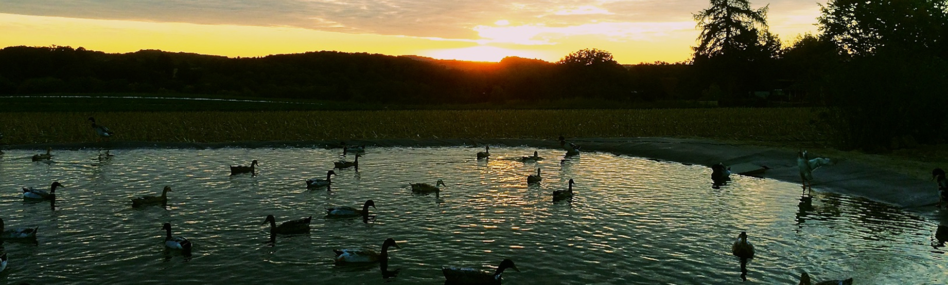 Sonnenuntergang am Ententeich